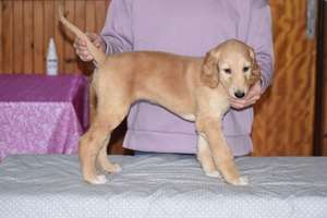 athena